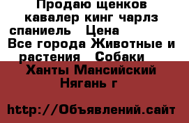 Продаю щенков кавалер кинг чарлз спаниель › Цена ­ 40 000 - Все города Животные и растения » Собаки   . Ханты-Мансийский,Нягань г.